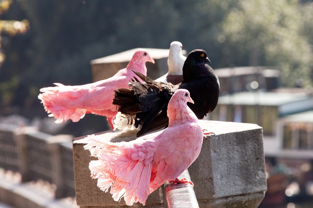 虑转会的关 虑转会的关