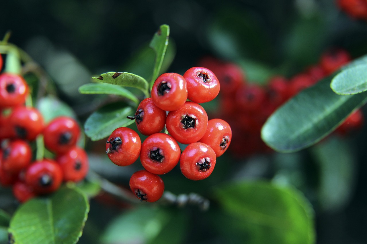 太阳队战术 太阳队战术